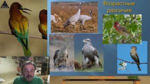 Евгений Коблик| Зачем птицам яркие краски: от диеты до брачных игр