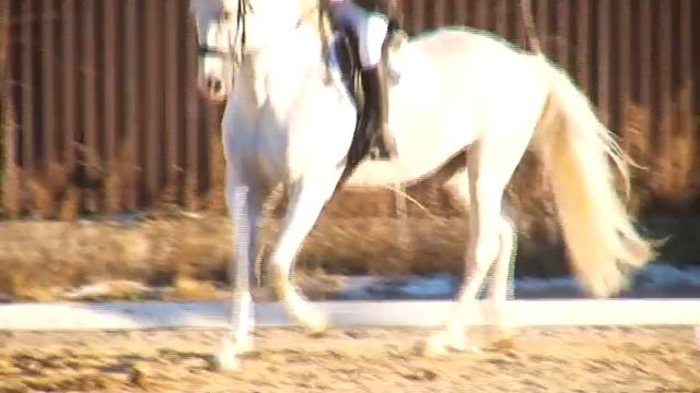 Амурские всадники попытались взять высоту в 130 сантиметров смотреть онлайн