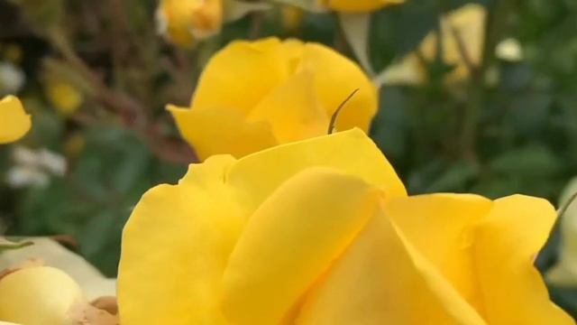 yellow rose garden video / beautiful yellow rose garden video / rose flower garden video смотреть онлайн