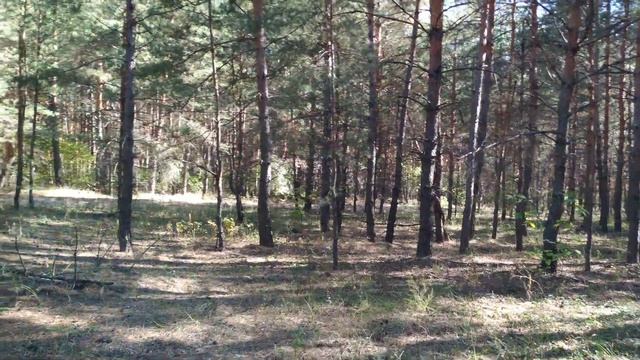 Как снимает камера на Xiaomi MI A2 | Test camera MI A2 4K смотреть онлайн