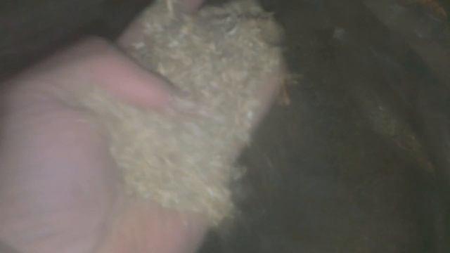 Мелкая фракция сено для гранулирования комбикорма! Small fraction of hay for animal feed pelleting! смотреть онлайн