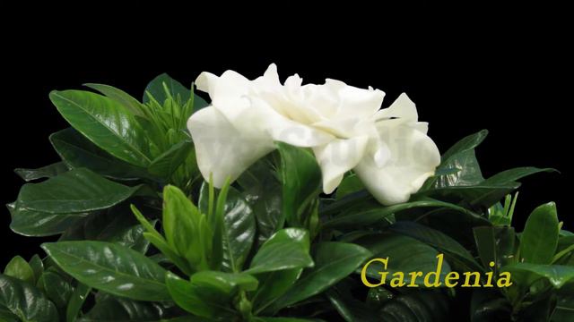 Time-lapse of Opening Gardenia Flower with ALPHA. смотреть онлайн