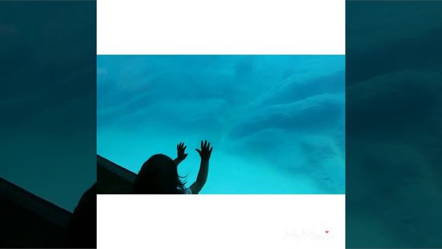 North Carolina Zoo / Amerika hayvonot bog'i смотреть онлайн