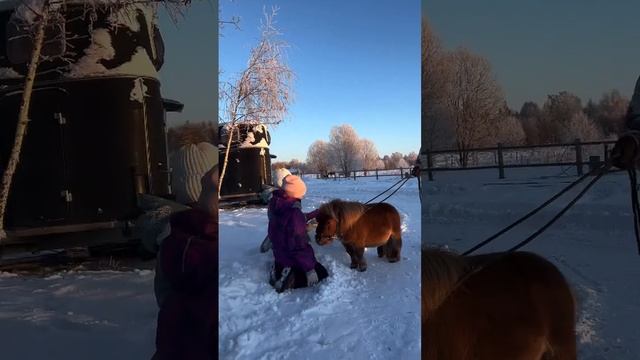 Мой жеребец, Лучик (он же Дофамин). Зима. Тренировочки. #minihorse #amha #horse #лошадь смотреть онлайн