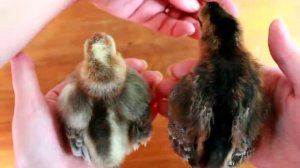 Цыплята ЛЕГБАР как отличить петушка от курочки?