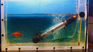 Отсадил беременную самочку меченосца рубин в нерестовик