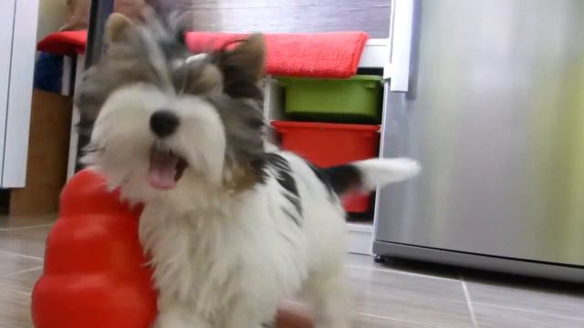 Biewer yorkie puppy is playing with a Kong Snack Ball смотреть онлайн