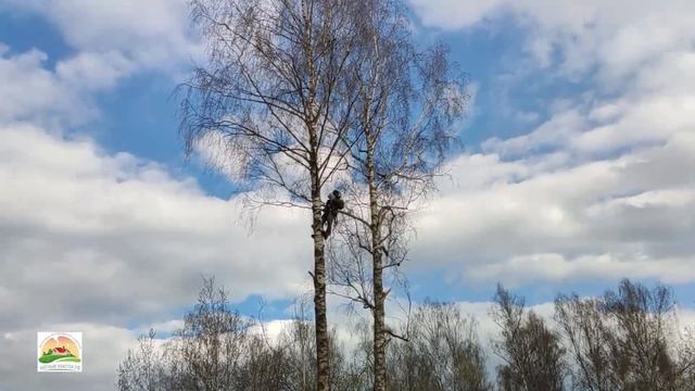 СПИЛ ДЕРЕВЬЕВ | КОРЧЁВКА И ВЫВОЗ ПНЕЙ | ИЗМЕЛЬЧЕНИЕ ВЕТОК | 23 СОТКИ смотреть онлайн