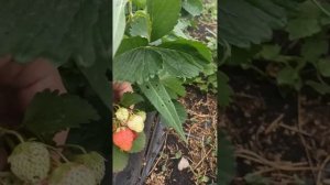 Клубника ANIA - идеальный сорт!