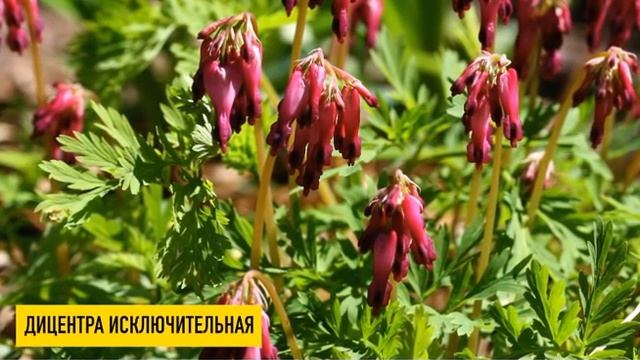 хоста,астильба китайская,дицентра,бадань,герань,волжанка смотреть онлайн