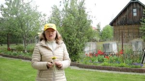 244_Катран (улучшенный аналог хрена) весной