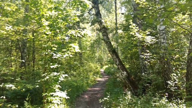 Поляна в лесу Краснообска смотреть онлайн