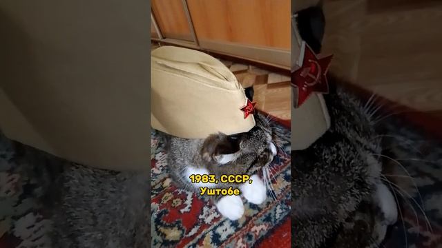 это что?? ?ПОЛИЦП смотреть онлайн