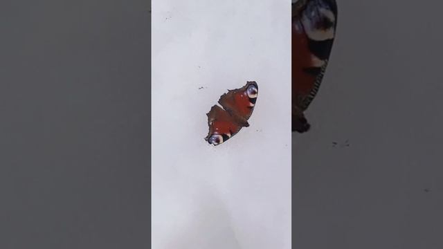 бабочка на снегу #shorts смотреть онлайн