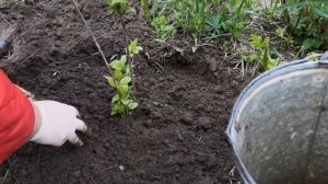 Жасмин высадка в грунт