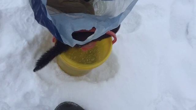 Дерзкая норка смотреть онлайн