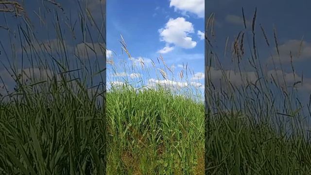 Камыш смотреть онлайн