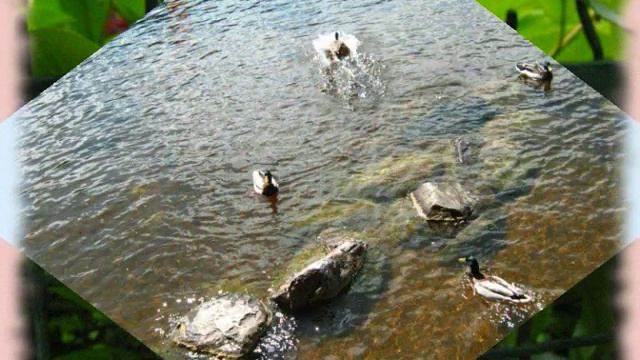 Antonio VIVALDI. Les quatre saisons. Le printemps. смотреть онлайн