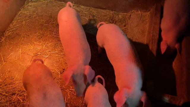 Погода отпад?/Забой поросёнка?Весь день в темпе вальса?