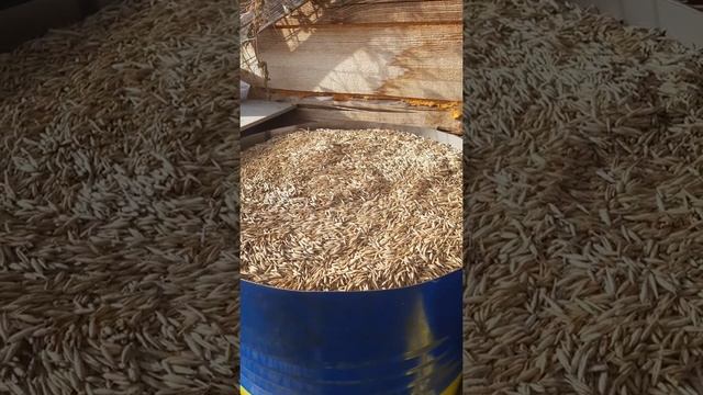 сколько овса в 200 л бочке? смотреть онлайн