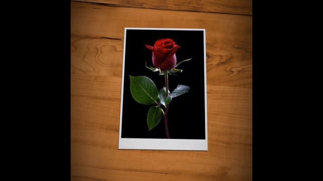 Flowers images.wallpapers flowers photos.profile pictures images смотреть онлайн