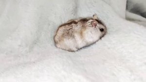 КАК ОТЛИЧИТЬ ДЖУНГАРСКОГО ХОМЯКА ОТ ХОМЯКА КЭМПБЕЛЛА/Чем они отличаются/Alice In PetsLand