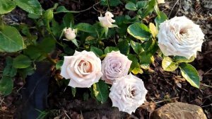 Роза Мента (Menta)