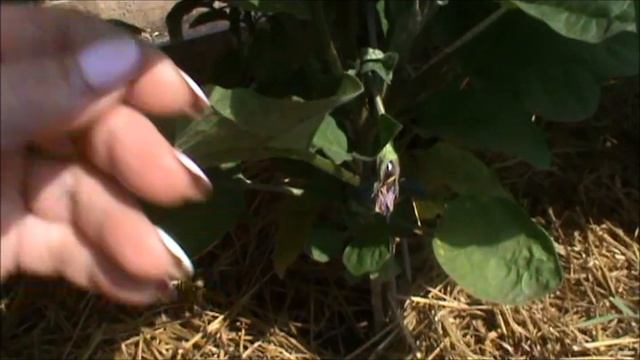 Дачные страсти/ Диалог с Иванычем/ Урожай картошки/ Сорта томатов смотреть онлайн