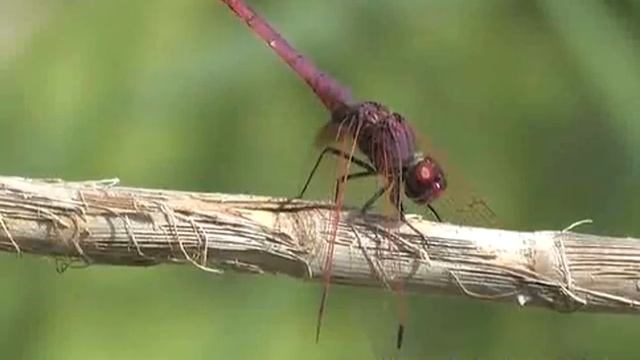 Andalucia September 2010 Odonata and Orthoptera смотреть онлайн