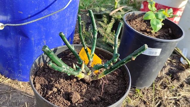 Посадка РОЗ весной в АПРЕЛЕ. Какие розы когда можно высаживать.