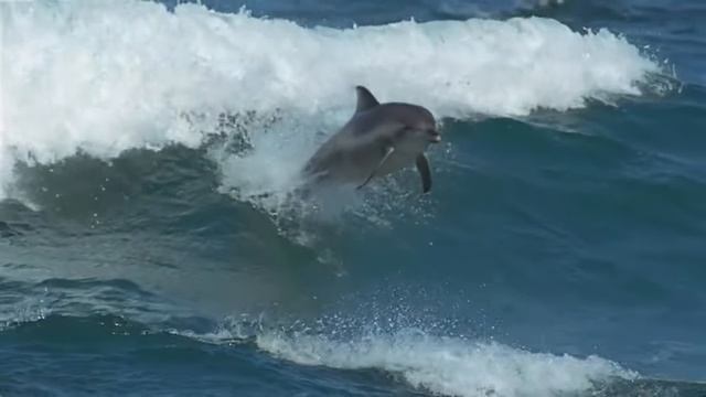 Pink Floyd. Marooned (Unofficial Video, Ver.1) смотреть онлайн