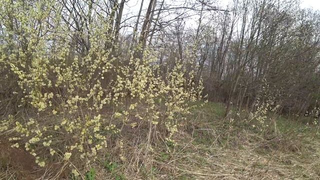 В лес за снытью и крапивой. 30 апр 2023 смотреть онлайн