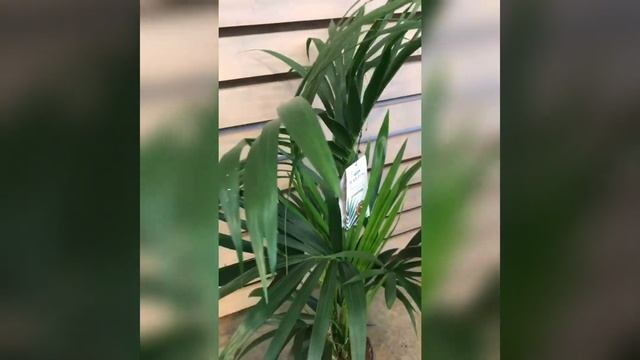 Пальма Ховея смотреть онлайн