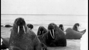 Арктика, природа Арктики, видео про Арктику