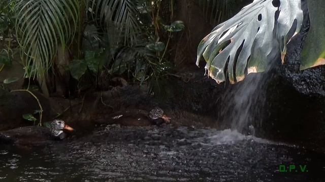 Test - Sony HDR-CX405 - Exotische Vögel der Welt 2 смотреть онлайн