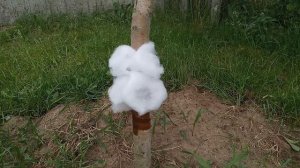 Дешёвый  способ Как избавиться от муравьёв в саду . Как защитить дерево от муравьёв.  Ловчий пояс