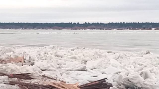 Северная Двина идёт.20 апреля,Двинской Березник. смотреть онлайн