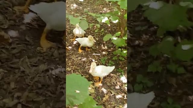 Индоутки Муларды,как содержать и ухаживать за ними. Куры. смотреть онлайн