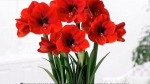 Как называется комнатный цветок с красными цветами