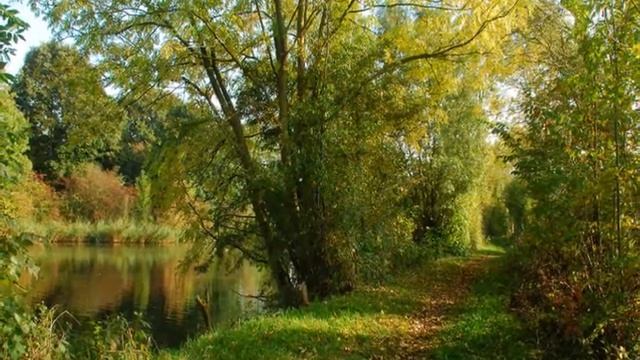 magic forest смотреть онлайн