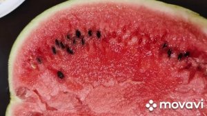 Арбуз БОНТА F1. Результат выращивания в Сибирских условиях г. Омск