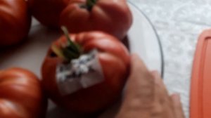 томат козуля 136 и минусинские шары часть 1