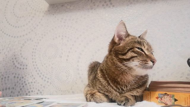 #треугольник#таро ?КУДА ОНА ЕГО ЗАВЕДЁТ ЧЕРЕЗ ОТНОШЕНИЕ? ЧТО У НИХ СЕЙЧАС? ЧТО У НИХ БУДЕТ ДАЛЬШЕ? смотреть онлайн