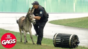 Best Of Wild Animal Pranks 2023 | Just For Laughs Gags - Лучшие розыгрыши диких животных 2023 | Прос