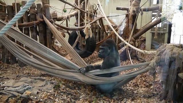 Лондон Ай/ Площадка имени принцессы Дианы/ Музей мадам Тюссо /Лондонский зоопарк/ видео из архива смотреть онлайн