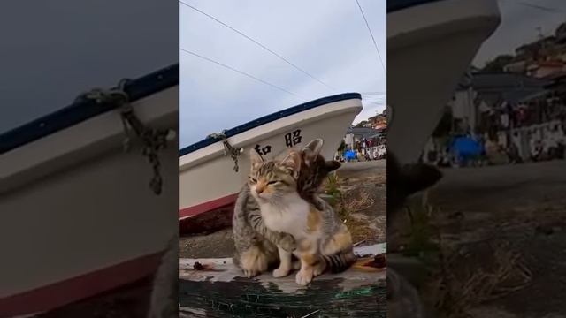 Два очаровательных котенка нежатся друг с другом. смотреть онлайн