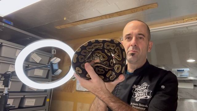 My 2023 Season Ball Python Female breeders! - All of them in one video! смотреть онлайн