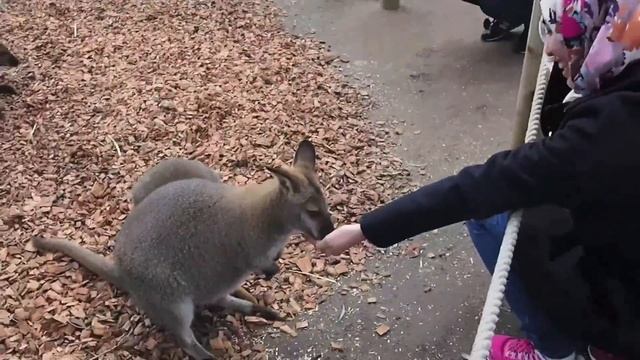 Melbourne City and Phillip Island смотреть онлайн