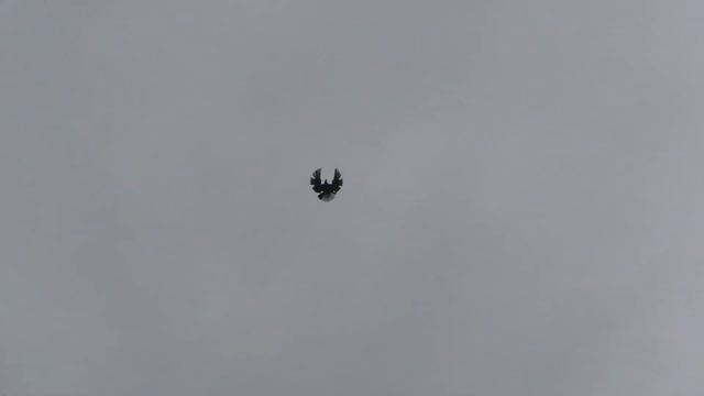 СВГ Голуби,северо-восток подпрыгухи смотреть онлайн