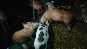 корм для свиней. привесы на бмвк пурина.